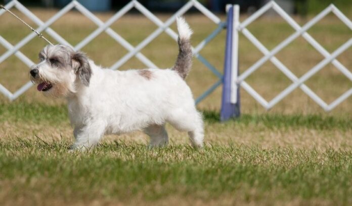 Paano matukoy ang purebred at mixed breed na Grand Griffon Vendeen dogs

